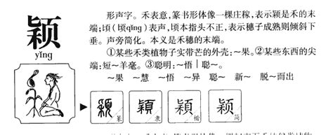 穎五行|「颖康熙字典笔画」颖字五行属什么,颖字起名的寓意含义